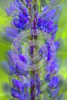 Nature abstract multiple exposure of lupine flowers in Vernon, Connecticut