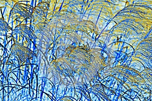 NATURE ABSTRACT- PAMPAS GRASS BLOWING IN WIND