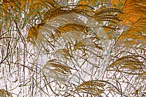 NATURE ABSTRACT- PAMPAS GRASS SWAYING IN WIND
