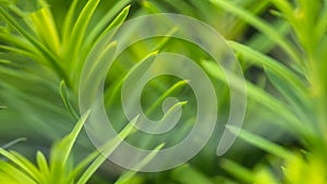 Nature Abstract; The Soft Green Needles of a Springtime Evergreen