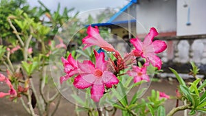 Nature Adenium with dews drop - Kamboja Jepang