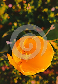 Nature aesthetics wallpaper. Yellow tulip bloom background. Flowers lover concept photo