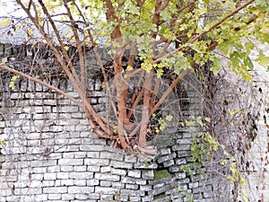 Nature against buildings. A tree grows from an old brick wall and collapses the wall. photo