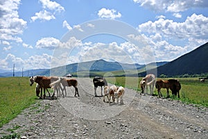 Nature, Altai territory, Western Siberia, Russia