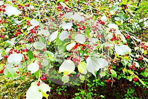 Nature of Altai, wild apples