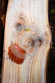 When nature amazes, a strange face hidden in the woods photo