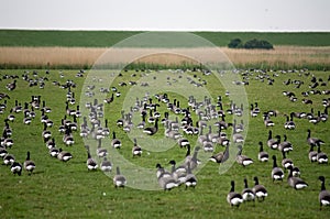 Nature on Ameland