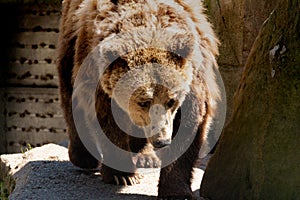 Marrón un oso es un buscando el lugar dónde empujar es un caliente luz de sol 