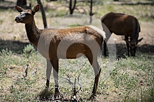 Nature animals concept. White-tailed roe bambi, fawn Young capreolus. Beautiful wildlife buck.