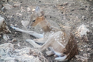 Nature animals concept. White-tailed roe bambi, fawn Young capreolus. Beautiful wildlife buck