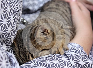 Piccolo scacchi Gattino dormire sul Uomo cli 