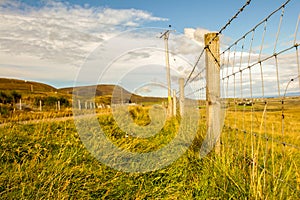 Close up of enclosed in a summer field of Skye Island road, Highlands Scotland