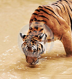 Nature, animals and tiger drinking water in zoo with playful cubs in mud for endangered wildlife. Jungle, strong cat