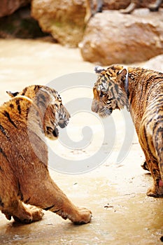 Nature, animals and tiger fight in zoo with playful cubs in mud with fun, endangered wildlife and water. Big cats