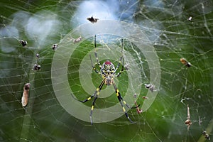 A wild Spider weaves its Web