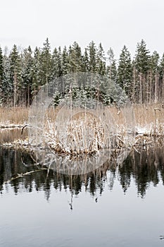 The nature around the lake after the first snowfall