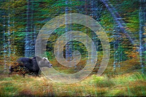 Nature art, bear blur motion activity. Brown bear walking in forest with fall colours. Animal hidden in yellow forest. Dangerous