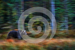 Nature art, bear blur motion activity. Brown bear walking in forest with fall colours. Animal hidden in yellow forest. Dangerous