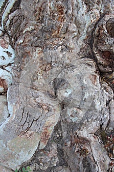 Natural Art. Close Up Old Eucalyptus Tree Bark And Gnarl