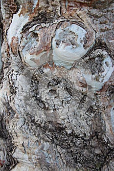 Natural Art. Close Up Old Eucalyptus Tree Bark And Gnarl