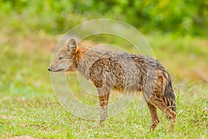 Nature Asiatic jackal