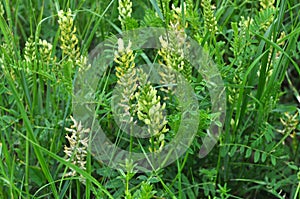 In nature, astragalus cicer grows among herbs