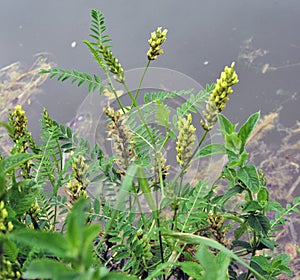 In nature, astragalus cicer grows among herbs