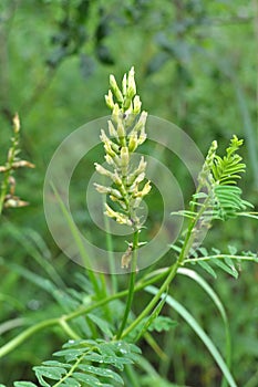 In nature, astragalus cicer grows among herbs