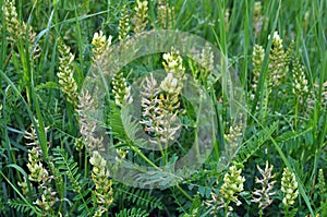 In nature, astragalus cicer grows among herbs