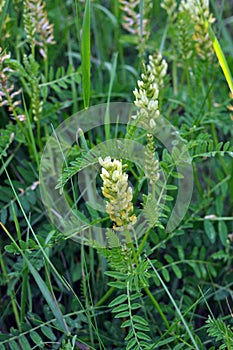 In nature, astragalus cicer grows among herbs