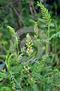 In nature, astragalus cicer grows among herbs