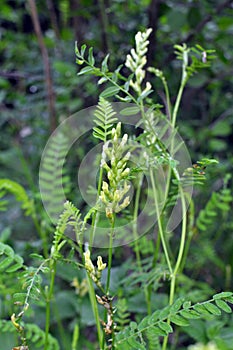 In nature, astragalus cicer grows among herbs