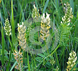 In nature, astragalus cicer grows among herbs