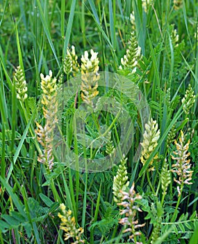 In nature, astragalus cicer grows among herbs