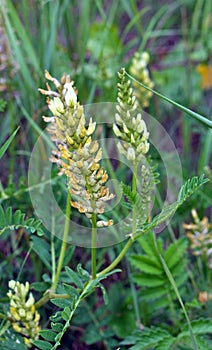 In nature, astragalus cicer grows among herbs