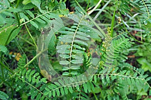 In nature, astragalus cicer grows among herbs