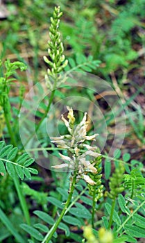 In nature, astragalus cicer grows among herbs