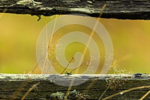 Nature authum landscape