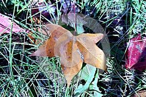 Nature in autumn, Altai territory, Western Siberia, Russia