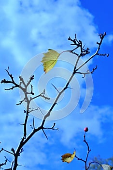 Nature in autumn, Altai territory, Western Siberia, Russia