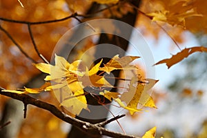 Nature in autumn, Altai territory, Western Siberia, Russia