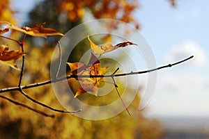 Nature in autumn, Altai territory, Western Siberia, Russia