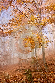 Nature Autumn Colorful Forest