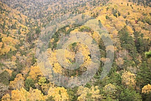 Autumn forest. Green and yellow trees. Bare trees. Firs. Autumn in the mountains.