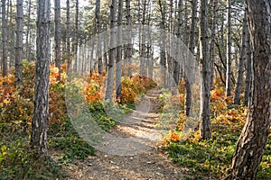 Nature of the autumn forest. trees and shrubs.
