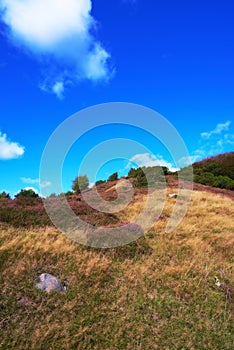 Nature in autumn. A photo hills covered with heather - Rebild National Park, Denmark.