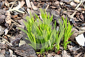 Nature awakens in the flower-bed