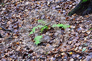 Nature awakens late warm autumn. photo