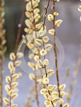 Nature awakes in spring. Blooming willow twigs and furry willow-catkins, so called seals or cats. Holly willow, Salix caprea, is a