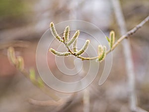 Nature awakes in spring. Blooming willow twigs and furry willow-catkins, so called seals or cats. Holly willow, Salix caprea, is a